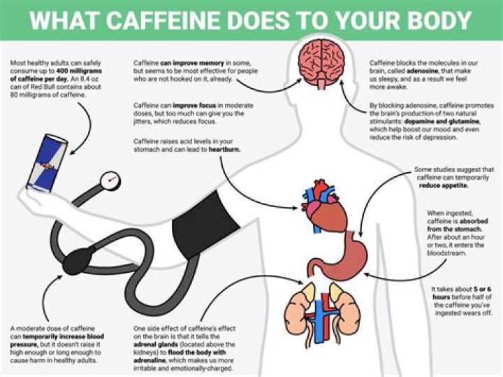 Does caffeine affect acetylcholine?