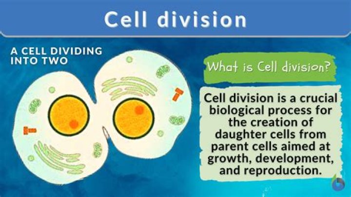 How does a cell divide?