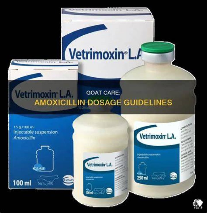 How much amoxicillin do you give a pig?