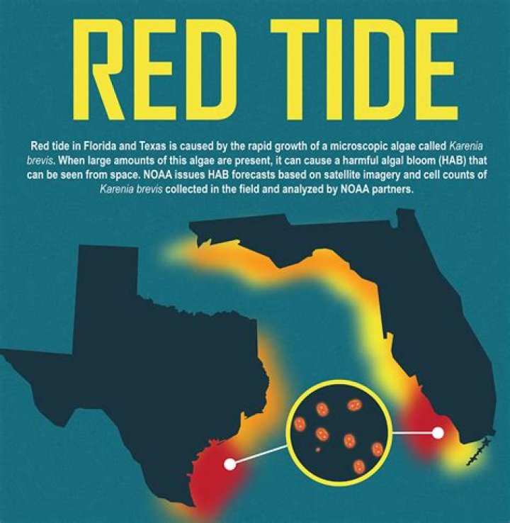 What does red tide affect?